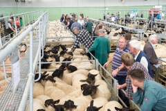 Sheep sale at Hereford Livestock Market