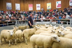 Sheep sale at Hereford Livestock Market