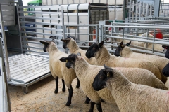 Sheep at Hereford Livestock Market