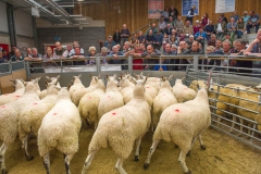 Sheep at Hereford Livestock Market