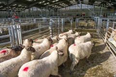 Sheep sale Hereford Livestock Market