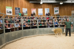 Ram sale Hereford Livestock Market