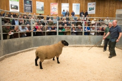Ram sale Hereford Livestock Market