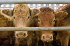Store cattle at Hereford Livestock Market
