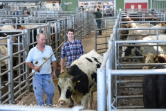 The drovers run a slick operation at Hereford Market