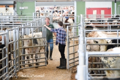 The drovers run a slick operation at Hereford Market