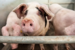 Pig at Hereford Livestock Market